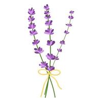 buquê de flores de lavanda. ilustração vetorial de flores de lavanda isoladas no fundo branco vetor