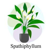 spathiphyllum planta de casa florida. flores brancas de spathiphyllum vetor