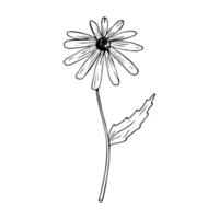 doodle gloriosa desenhado à mão margarida. desenho de flores silvestres de vetor. Susan de olhos pretos em estilo realista. clipart de rudbeckia hirta. contorno. vetor