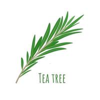 ilustração vetorial, folhas de tea tree ou melaleuca alternifolia, isoladas no fundo branco. vetor