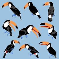 conjunto de poses diferentes de tucanos. Aves tropicais exóticas de estilo simples desenhadas à mão plana. tucano com bico grande aberto e fechado. ilustração vetorial para design de férias de verão de viagens. vetor