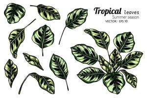 conjunto de folhas tropicais exóticas vetor