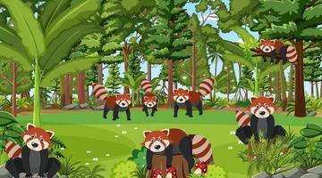 pandas vermelhos na cena da floresta vetor