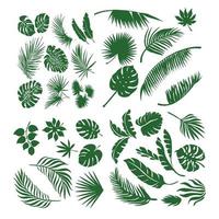 conjunto de folhas de diferentes árvores e plantas tropicais e europeias. vetor