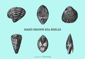 Vetor de conchas desenhadas à mão grátis
