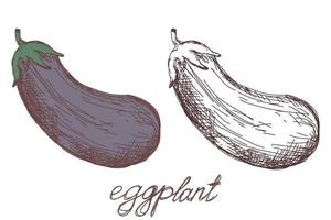 berinjela vegetal mão desenhada esboço realista ilustração vetorial. berinjela vegetal de esboço desenhado de mão. comida ecológica vetor