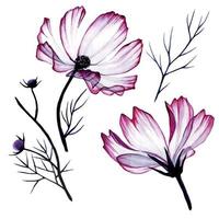 conjunto aquarela de botões de flores e folhas de cosmos de flores, camomila. flores de flores transparentes cor de rosa, desenho realista, clipart isolado no fundo branco. flores transparentes, raio-x vetor