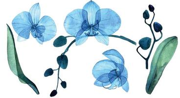 ilustração em aquarela delicada. conjunto com flores azuis transparentes, botões e folhas da orquídea phalaenopsis. isolado em flores transparentes de fundo branco, raio-x. vetor