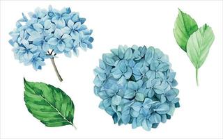 desenho em aquarela. conjunto de hortênsias azuis. isolado em flores de hortênsia azul clipart de fundo branco e folhas verdes. estilo vintage de desenho realista vetor