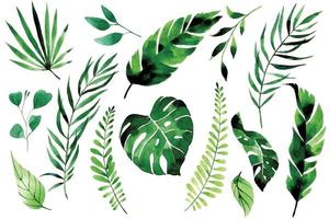 desenho em aquarela. conjunto de folhas e galhos tropicais. folhas verdes de palmeira, monstera, folhas de bananeira em um fundo branco. plantas da selva, floresta tropical. vetor