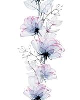 borda de aquarela sem costura de flores rosas transparentes e folhas de eucalipto isoladas no fundo branco. flores azuis e rosa transparentes, raio-x. design vintage para casamento, cartões, convites. vetor