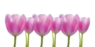 conjunto de flores de tulipas realistas vetor