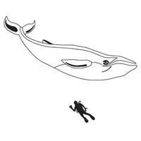 baleia jubarte vetorial desenhada à mão ou baleia azul com mergulhador silluate preto isolado no fundo branco. ilustração de esboço vetor