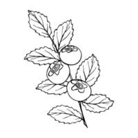 vetor clipart de mirtilo. ícone de baga desenhada de mão. ilustração de frutas. para impressão, web, design, decoração, logotipo.
