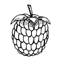 vetor de framboesa ou clipart de amora. ícone de baga desenhada de mão. ilustração de frutas. para impressão, web, design, decoração, logotipo.