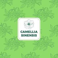 camellia sinensis verde vintage padrão sem emenda vetor