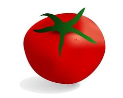 tomate vermelho em um fundo branco vetor