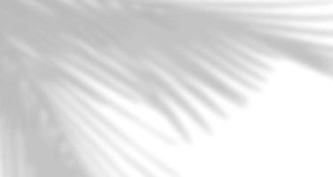 janelas de luz natural borradas realistas, sobreposição de sombra de folhas de palmeira em papel de parede ou textura de quadros, abstrato, verão, primavera, outono para pódio de apresentação de produtos e maquete sazonal vetor