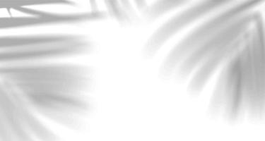 janelas de luz natural borradas realistas, sobreposição de sombra de folhas de palmeira em papel de parede ou textura de quadros, abstrato, verão, primavera, outono para pódio de apresentação de produtos e maquete sazonal vetor