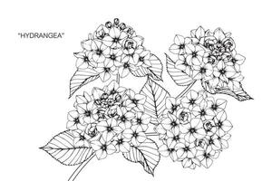 mão desenhada hortênsia flor e folha design vetor