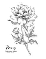 flor de peônia desenhada de mão vetor