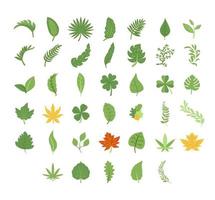 conjunto de elementos botânicos e folhas vetor