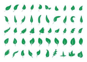 coleção de folhas verdes vetor