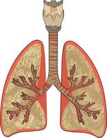 pulmões órgão interno humano isolado fundo branco vetor