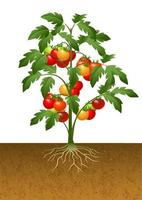 planta de tomate com raiz debaixo da terra vetor