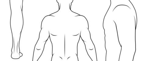 corpo masculino de ilustração vetorial contorno. partes do corpo para exemplo de tatuagem, esporte, ilustrações médicas. Preto e branco. vetor