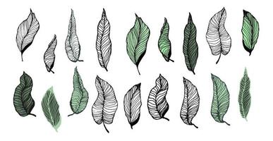 um grande conjunto de folhas tropicais em estilo linear. 18 elementos de design de estilo de esboço desenhados à mão. perfeito para criar estampas, padrões, tatuagens, etc. ilustração vetorial. vetor
