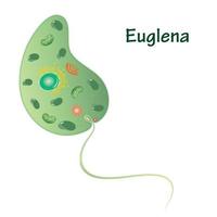 ilustração vetorial euglena vetor