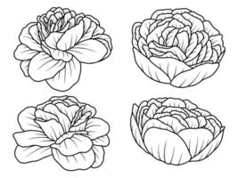 ilustração de arte de linha de esboço desenhado à mão de flor vetor