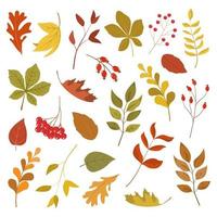 coleção colorida de folhas e bagas de outono. isolado no fundo branco. ilustração em vetor estilo simples dos desenhos animados.