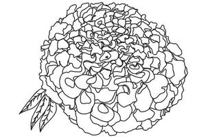 flor de calêndula é desenhada, você pode usá-la para cartões, tatuagens, estampas, 1º de março, 8, dia dos namorados vetor
