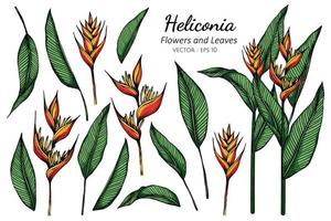 conjunto de flores heliconia vetor