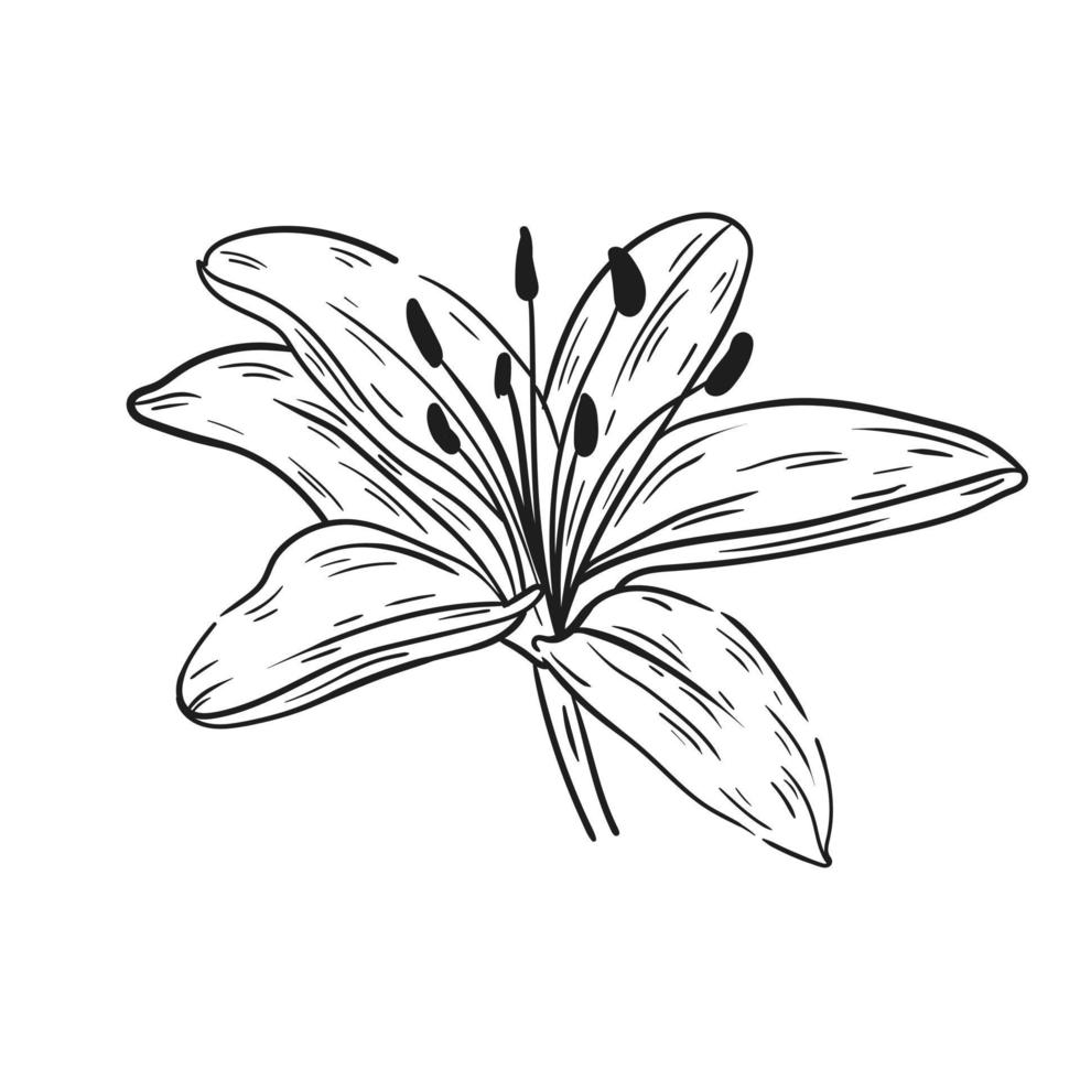 lilium disegnato a mano con linee nere su sfondo bianco. vettore