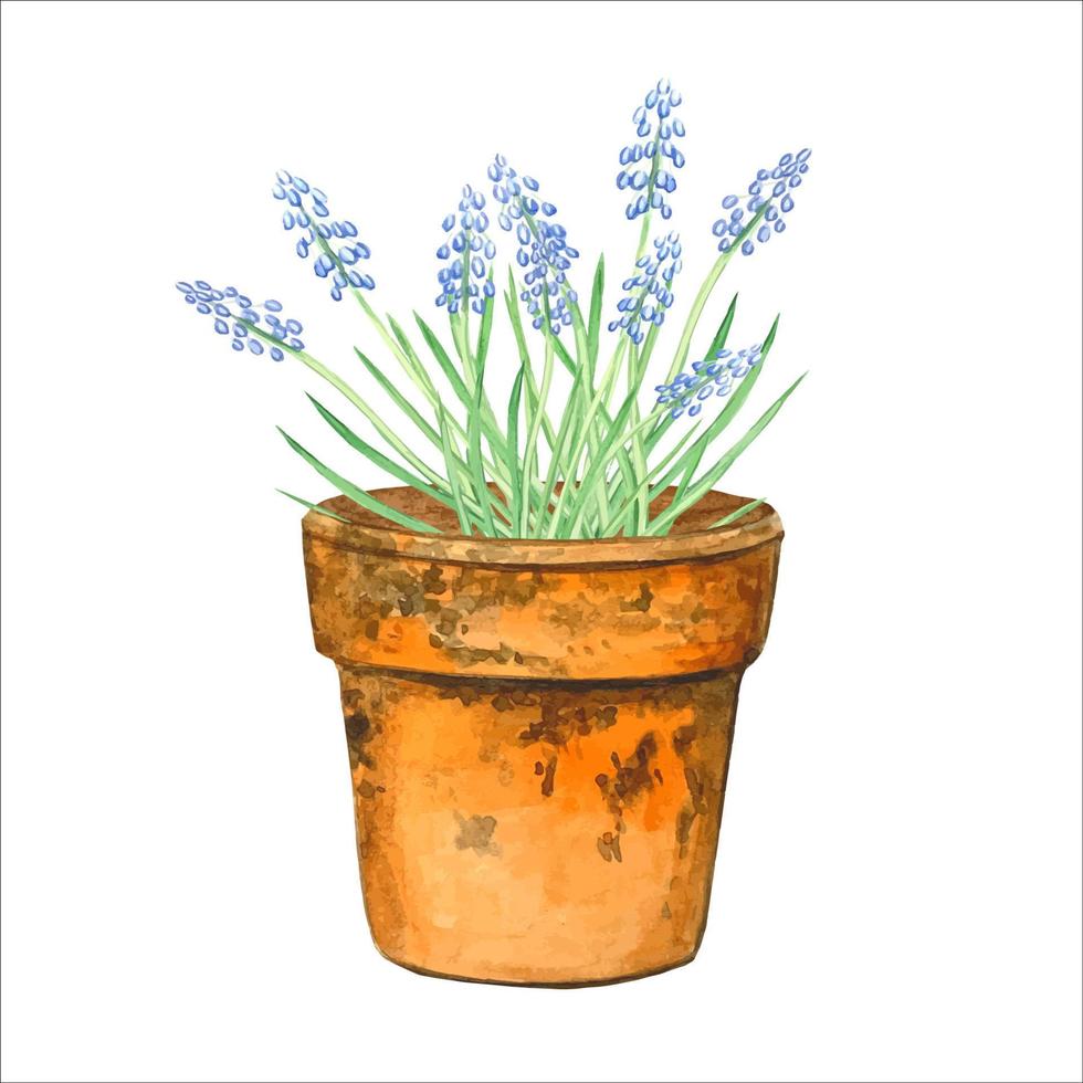 illustrazione ad acquerello di fiori blu muscari primaverili in vaso di fiori vettore