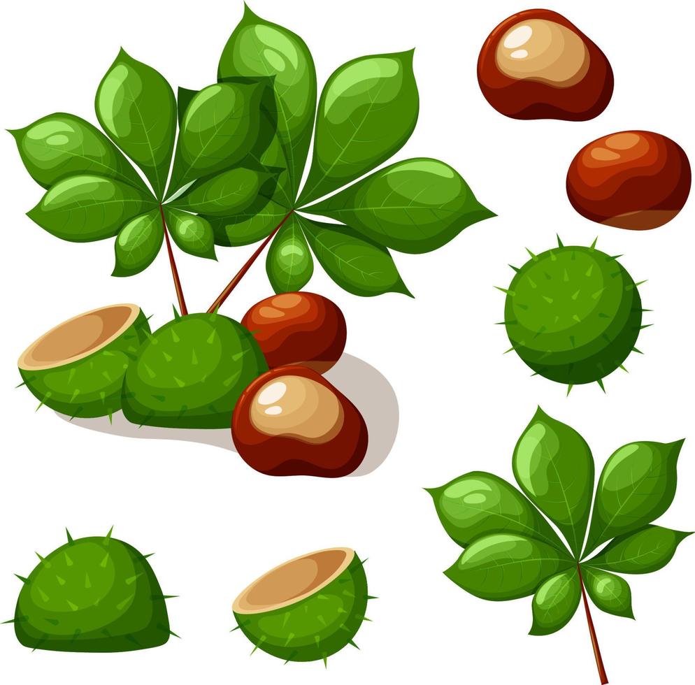 set di castagno verde con foglie e conchiglia vettore