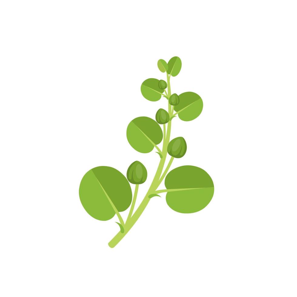 illustrazione vettoriale, bocciolo di cappero fresco con foglie, nome scientifico capparis spinosa, design piatto, isolato su sfondo bianco vettore