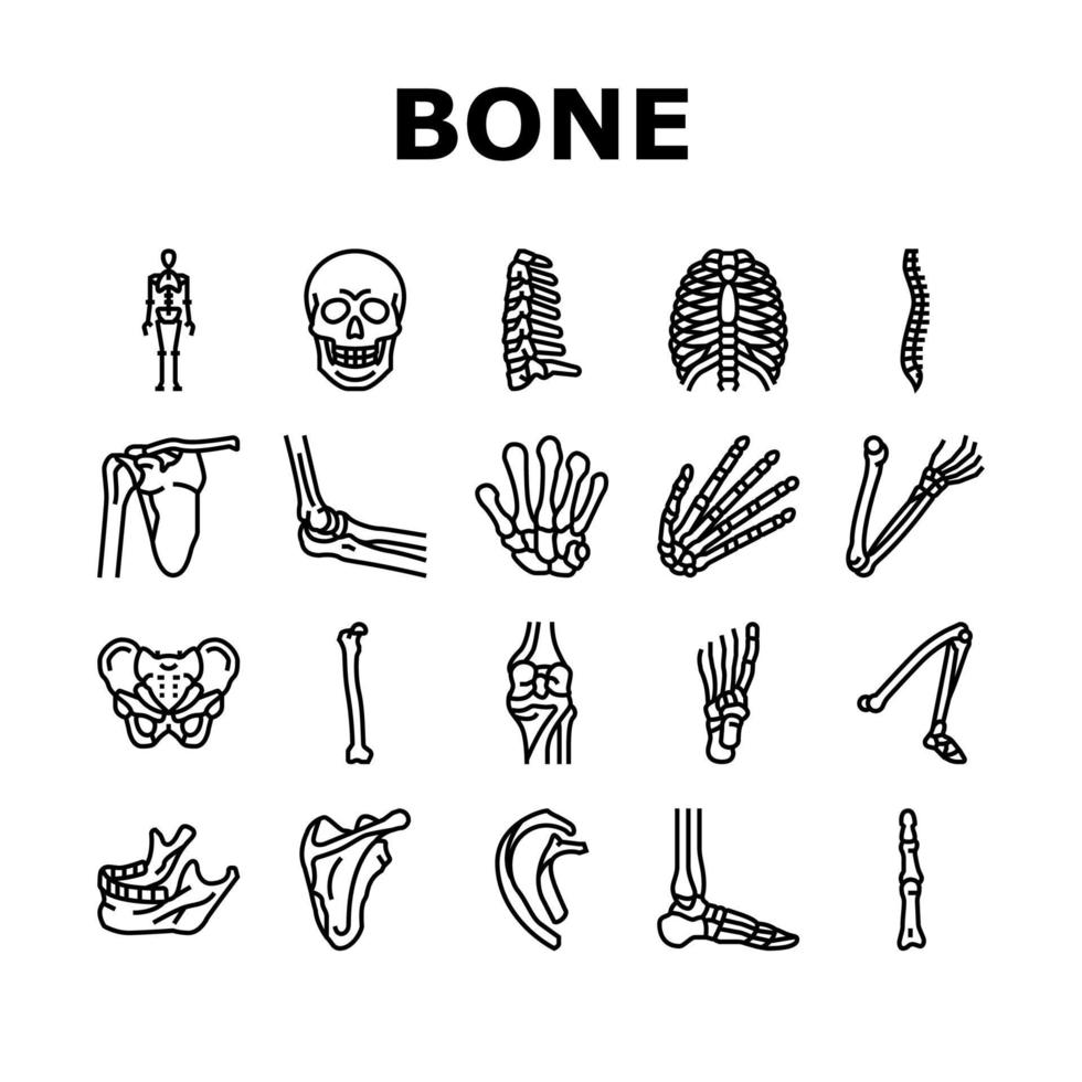 icone della struttura dello scheletro umano dell'osso impostano il vettore