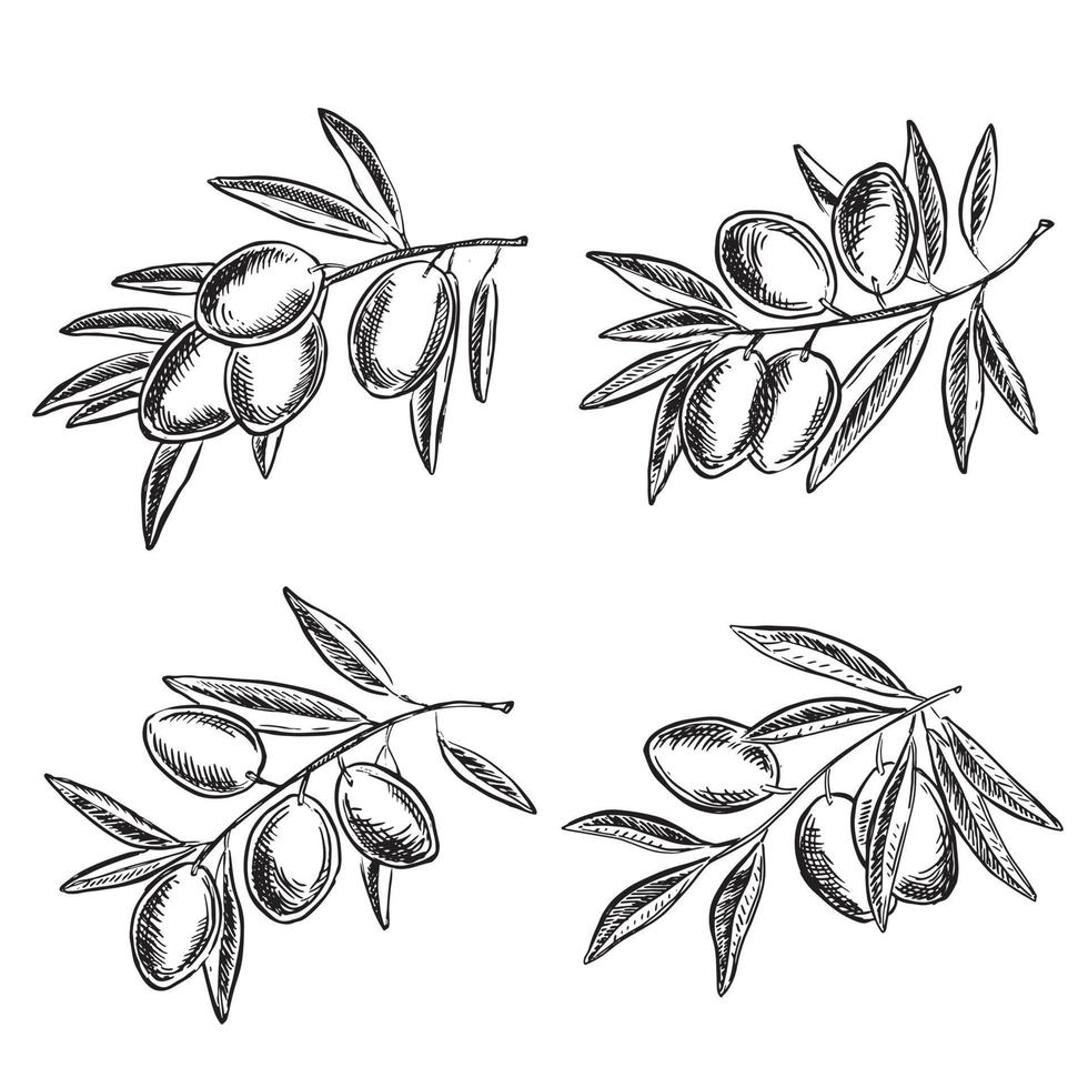 olive su un ramo, disegnato a mano, illustrazioni vettoriali. vettore