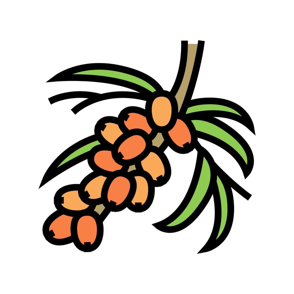 illustrazione vettoriale dell'icona del colore del ramo di un albero di bacche di olivello spinoso