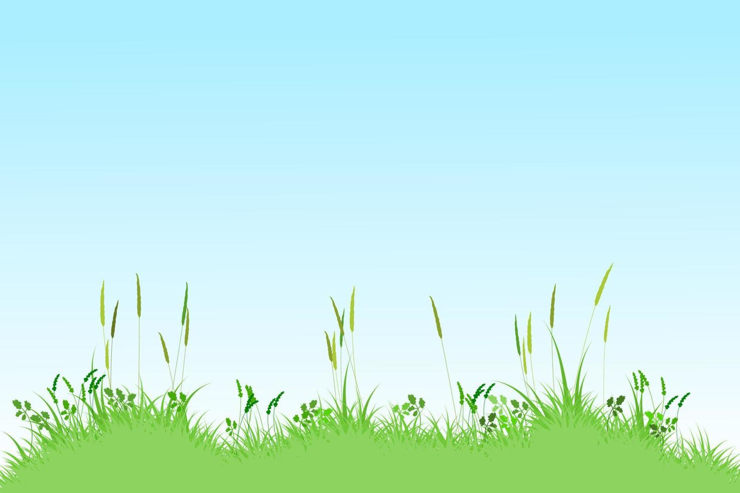 sfondo di erba canne estive. paesaggio del prato. sfondo di erba e cielo vettore