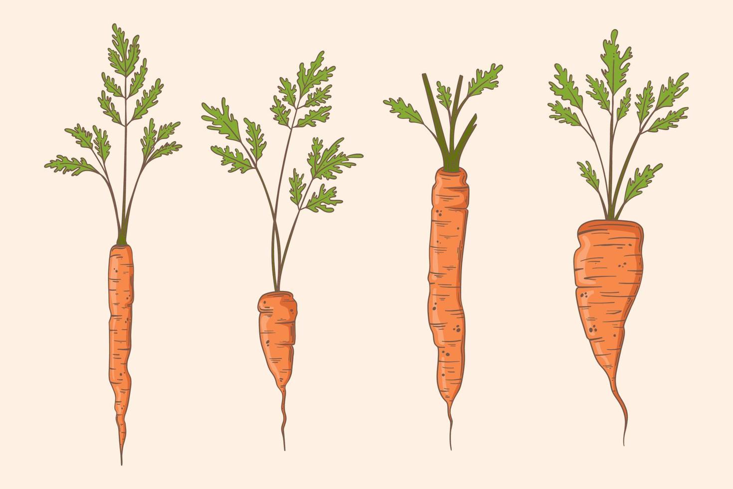 illustrazione stabilita di vettore della carota disegnata a mano. cibo vegetale biologico. carote diverse appena raccolte con le cime