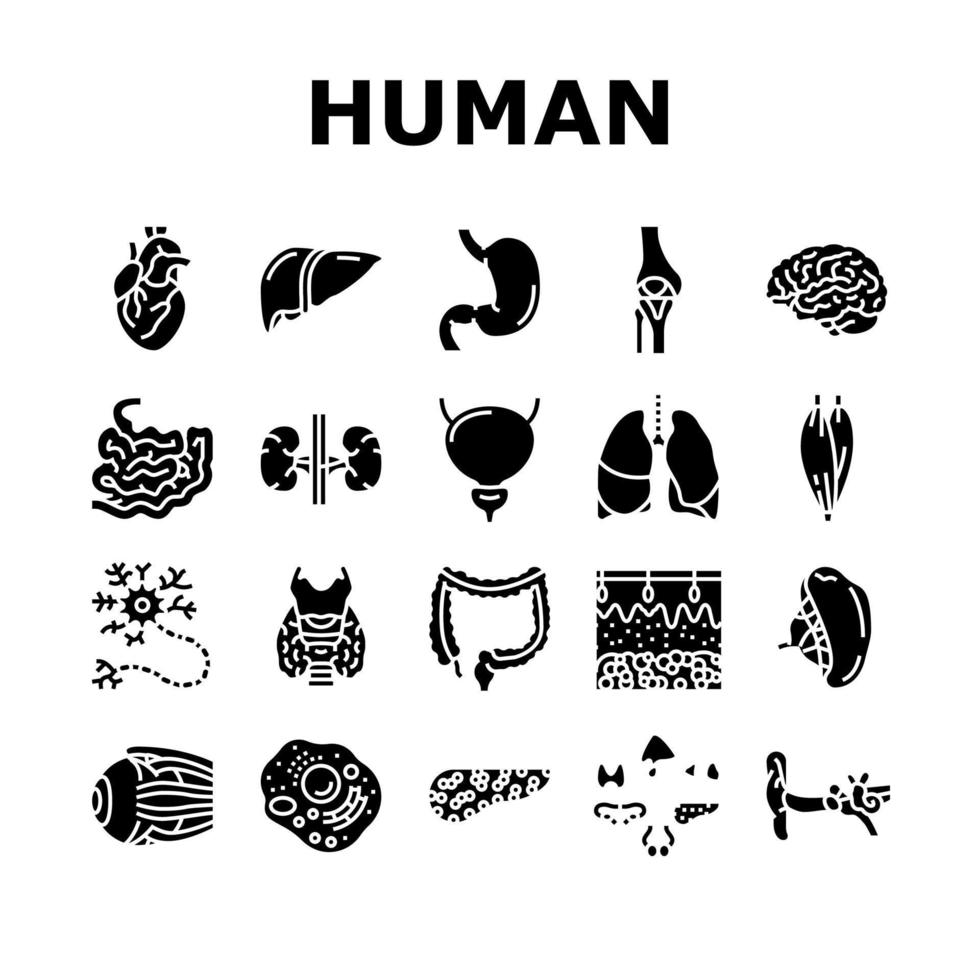 Le icone di anatomia dell'organo interno umano impostano il vettore