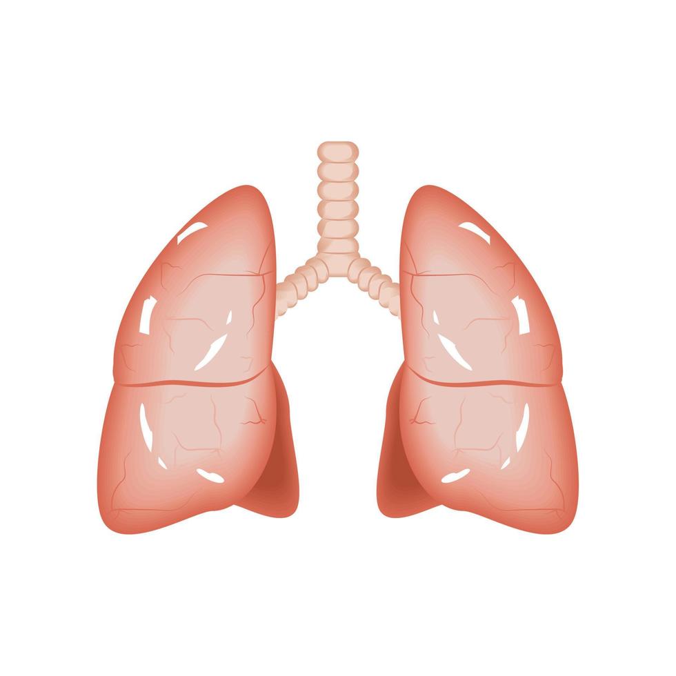 polmoni corpo umano vettore
