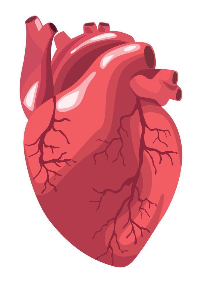 organo realistico del cuore vettore