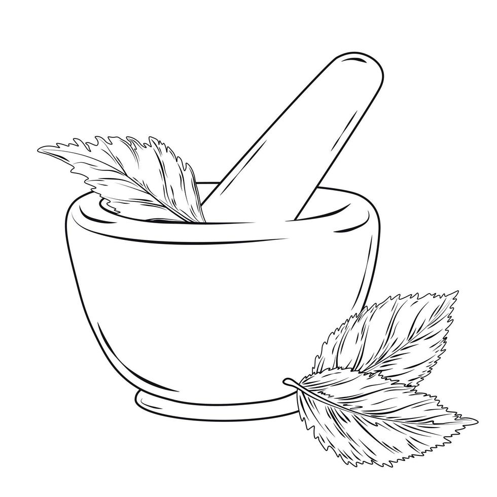 erbe aromatiche in un'illustrazione di riserva di vettore del mortaio. foglie di menta. Isolato su uno sfondo bianco. aromaterapia. cucinare le spezie in cucina. cosmetici naturali.