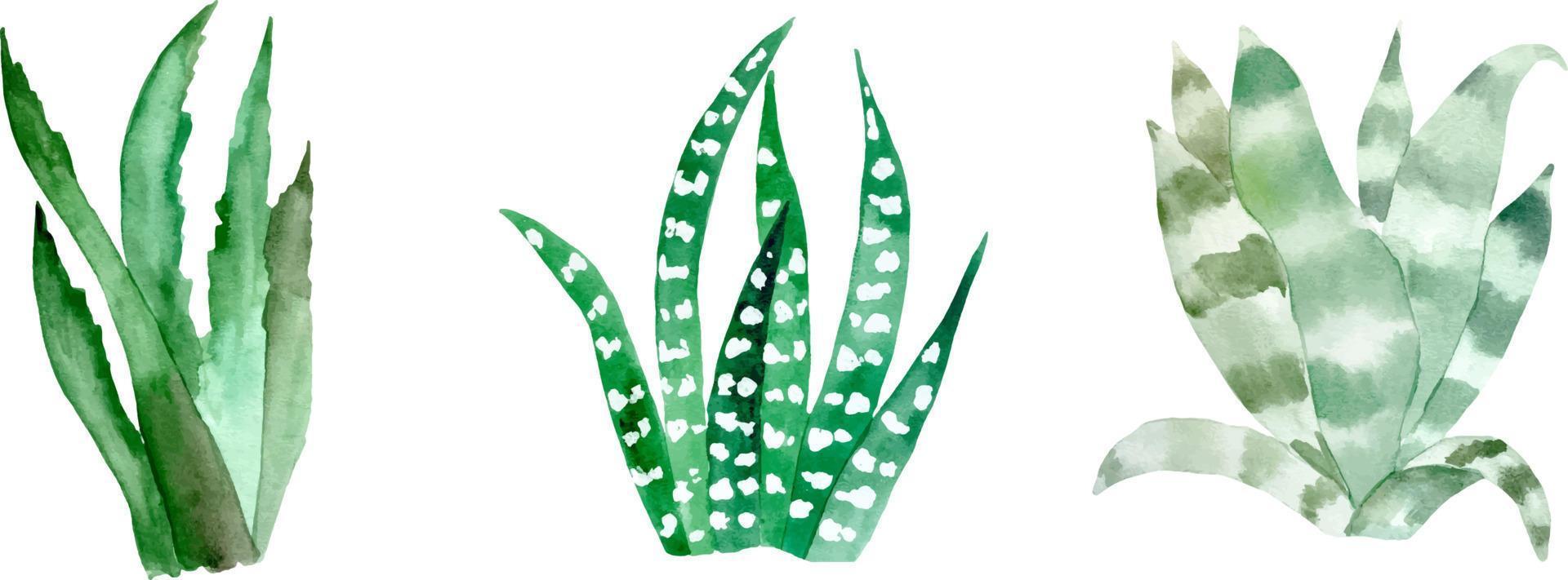 cactus dell'acquerello impostato su bianco. illustrazione botanica di piante grasse e cactus vettore